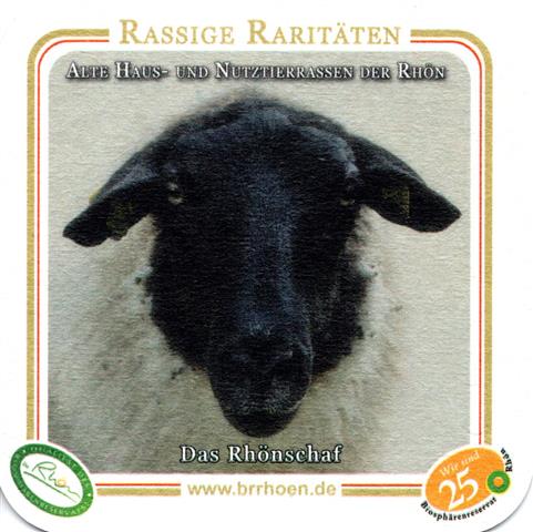 kaltennordheim wak-th rhoenbier rassige 2b (quad180-das rhnschaf)